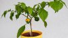 Chili - 7Pot Yellow 03.jpg