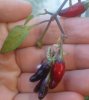 beeren.jpg