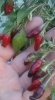 beeren2.jpg