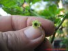 512_7_pot_carboruga_yellow_flor_04_11_2018_ok.jpg