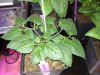 IMG_20190211_195529.jpg