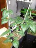IMG_20190211_195607.jpg