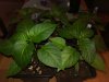 IMG_20190302_004252.jpg