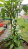 2 Blüten pro Node - andere Pflanze.jpg