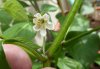 Rocoto Aji Lucento 1.jpg