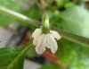 Rocoto Aji Lucento 2.jpg