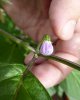 Rocoto Aji Lucento 3.jpg