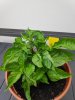 IMG_20190616_133354.jpg