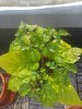 20190619_155839.jpg