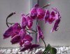 DSC_0963-02.jpeg