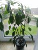 IMG_20190819_100455.jpg