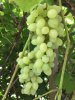 D1409B8C-1AA0-4BCD-99A2-BE61E12B2049.jpeg