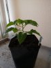 IMG_20200225_095643.jpg