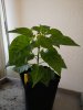 IMG_20200225_095551.jpg