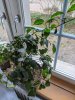 IMG_20200324_071317.jpg