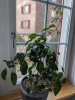 IMG_20200324_071236.jpg