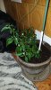 IMG-20200405-WA0012.jpeg