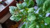 DSC00566 Tomatillo.JPG DSC00566 Tomatillo.JPG