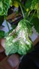 DSC00567 Tomatillo.JPG DSC00567 Tomatillo.JPG
