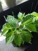 IMG_20200524_110047361.jpg