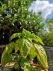 IMG_20200528_155459.jpg