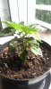 IMAG0737.jpg