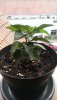 IMAG0738.jpg