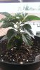 IMAG0739.jpg