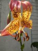 IMG_20200628_165247.jpg