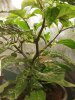 IMG_20200701_185148.jpg