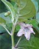 Blüte 2.jpg