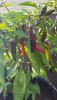 20200727_185746.jpg
