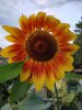 IMG_20200728_210650.jpg