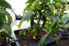 DSC00876.JPG