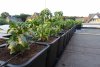 DSC00878.JPG