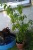 IMG-20200806-WA0011.jpeg