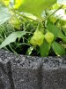 IMG_20200807_104247.jpg