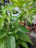 IMG_20200710_202402.jpg
