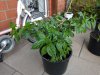IMG_20200808_185359.jpg