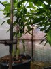 IMG_20200816_131315.jpg