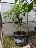 IMG_20200816_131147.jpg