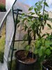 IMG_20200816_131427.jpg