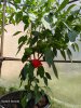 IMG_20200816_131233~3.jpg