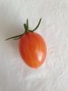 Tomate - Artisan Blush Tiger 1.jpg