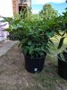 IMG_20200819_175012.jpg