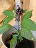 IMG_4386.jpeg