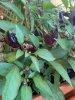 IMG_4385.jpeg