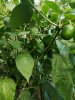 puno-beeren.jpg