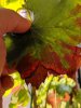 IMG_20200911_165637.jpg