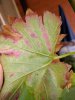 IMG_20200912_110836.jpg